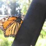 IMG_5868