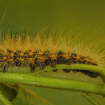 6519 SCRS (32)_cropped