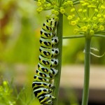 Anise Swallowtail Berkeley CA 0997