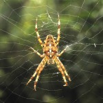 Araneus diadematus Berkeley CA 0774