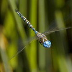Blue Eyed Darner Martinez CA 0111