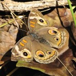 Buckeye Berkeley CA 1397