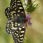 Common Checkerspot Vollmer Peak near Berkeley CA 0106