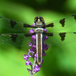 Dragonfly dont know Berkeley CA_cropped