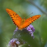 Gulf Fritillary Berkeley CA 0030