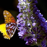 Gulf Fritillary Berkeley CA 0040