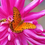 Gulf Fritillary and bee Berkeley CA 6231