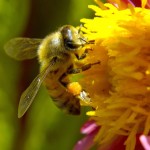 Honeybee Berkeley CA 0048