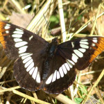 Lorquins Admiral near Berkeley CA_cropped