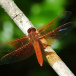 Meadowhawk Berkeley CA_cropped