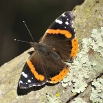 Red Admiral Contra Costa Co 8410