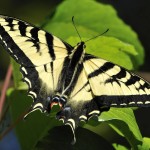 Western Tiger Swallowtail near Berkeley CA 0013