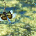 Widow Skimmer and Blue Eyed Darner Orinda CA_cropped