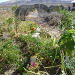 butterfly hoophouse area  07