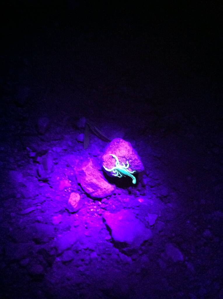 Scorpions do in fact glow under UV light