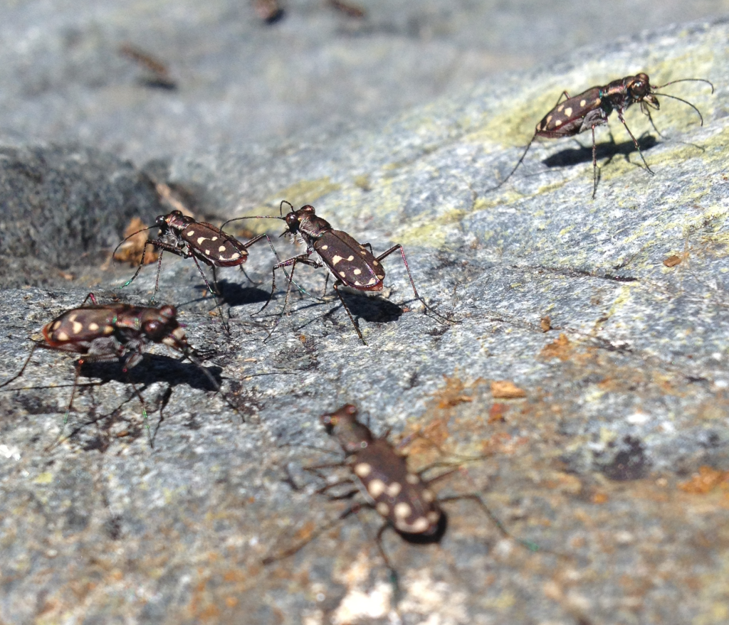 These tiger beetles were flying all over the banks of a small pool 