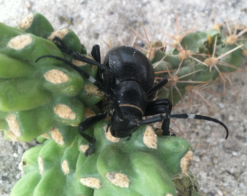 Cactus longhorn beetle, Monoeilema gigas