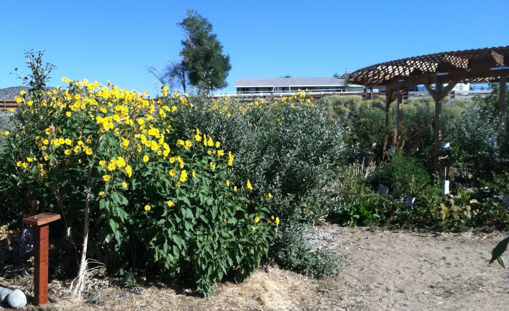 The Jerusalsem artichokes are in full bloom, attracting numerous bees and flies. A great permaculture plant, providing food for humans and insects.