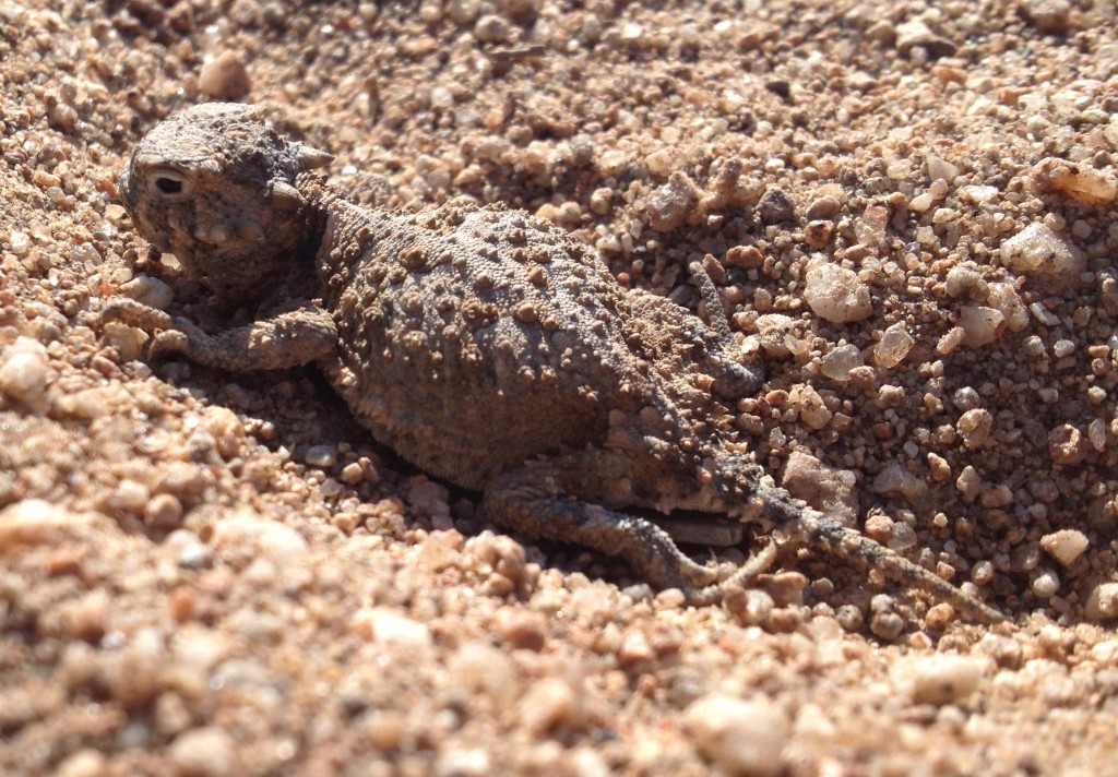 We found the cutest horned lizard baby across the street