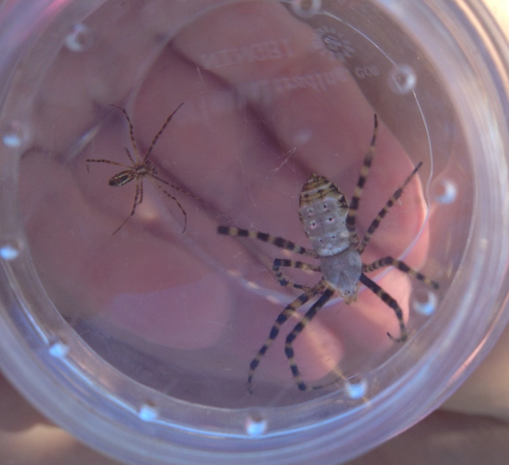 We found this male and female orb weaver together... in our butterfly house. We relocated them outside!