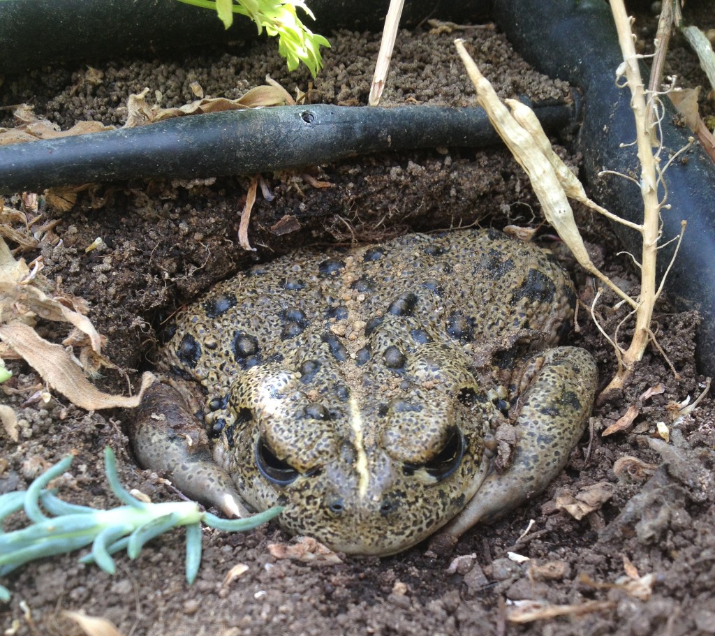 One of our visitors found a western toad taking up residence outside the butterfly house- right under a drip irrigation emitter! 