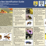 Nevada Bee Guide small size