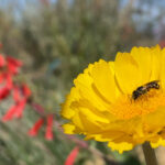 native bee pollinator garden